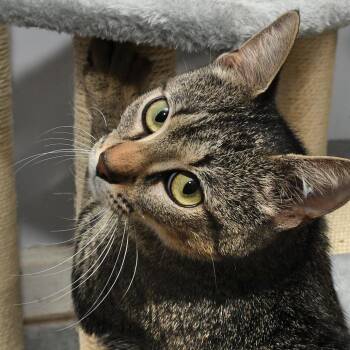 Lacy -  Domestic Short Hair Cat for Adoption in Natick, Massachusetts - Lacy | PetCurious