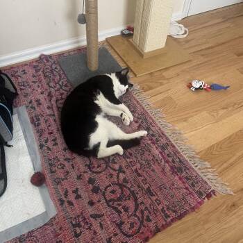 Oscar -  Domestic Short Hair Cat for Adoption in Chicago, Illinois - Oscar | PetCurious