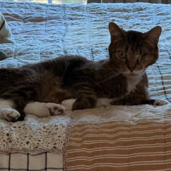 Oliver Bo -  Domestic Short Hair Cat Available for Adoption in Cumming, Georgia - Oliver Bo | PetCurious