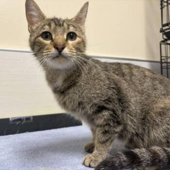 Sophia -  Domestic Short Hair Cat for Adoption - Sophia | PetCurious