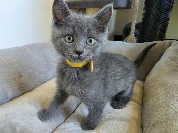 Domestic Short Hair Cats Available for Adoption in Santa Clara, California - OGURI CAP | PetCurious