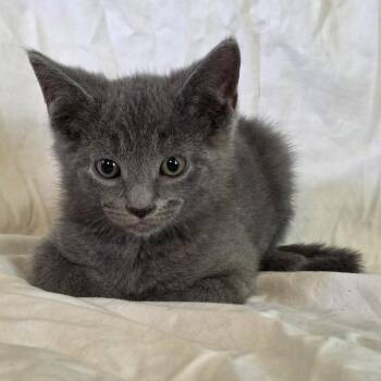 Dandelion -  Domestic Short Hair and Russian Blue Cat for Adoption in Granville, Ohio - Dandelion | PetCurious