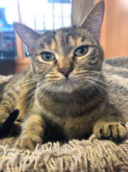 Rescue Domestic Short Hair Cats for Adoption - Zinnia | PetCurious