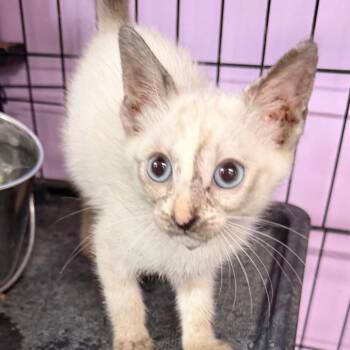 Two Doors Down -  Snowshoe and Domestic Short Hair Cat for Adoption in Boerne, Texas - Two Doors Down | PetCurious