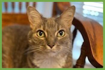 Veruca -  Domestic Short Hair Cat for Adoption in Amherst, Massachusetts - Veruca | PetCurious