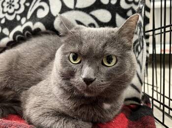 Rescue Domestic Short Hair Cats for Adoption in Villa Park, California - May | PetCurious