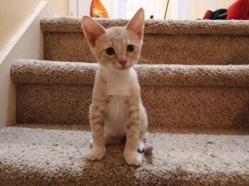 Buddy -  Domestic Short Hair and American Shorthair Cat for Adoption in Pittsboro, North Carolina - Buddy | PetCurious