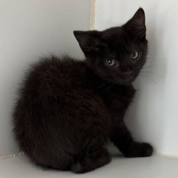 Lulu (bonded w/ Angel) -  Domestic Short Hair Cat for Adoption in Oakland, California - Lulu (bonded W/ Angel) | PetCurious