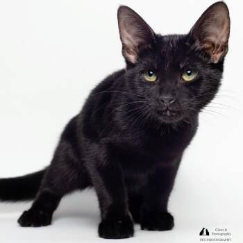 Rescue Domestic Short Hair Cats for Adoption in Tallahassee, Florida - L.G. @ Fat Cat Cafe | PetCurious