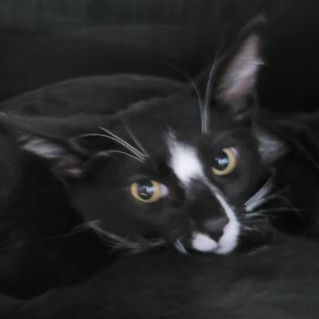 Moe -  Domestic Short Hair Cat for Adoption in Las Vegas, Nevada - Moe | PetCurious
