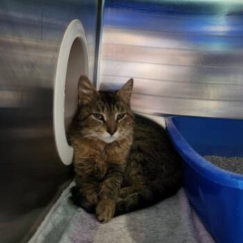Sweet Clover -  Domestic Short Hair Cat for Adoption in Walker, Michigan - Sweet Clover | PetCurious