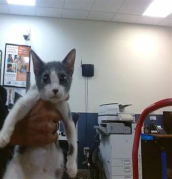 ROSY -  Domestic Short Hair Cat for Adoption in Doral, Florida - ROSY | PetCurious