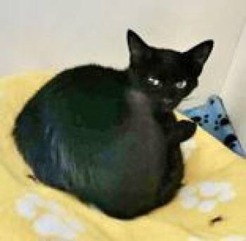 Rescue Domestic Short Hair Cats for Adoption in Portsmouth, Ohio - Gale | PetCurious