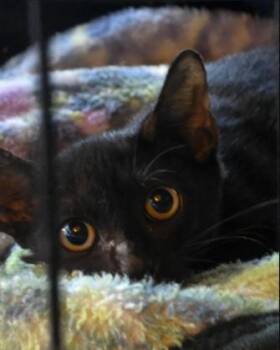 Mickey -  Domestic Short Hair Cat for Adoption in Tampa, Florida - Mickey | PetCurious