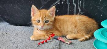 George (FCID# 06/09/2026 - 9 Brandywine PS) KC -  Tabby Cat for Adoption in Greenville, Delaware - George (FCID# 06/09/2026 - 9 Brandywine PS) KC | PetCurious