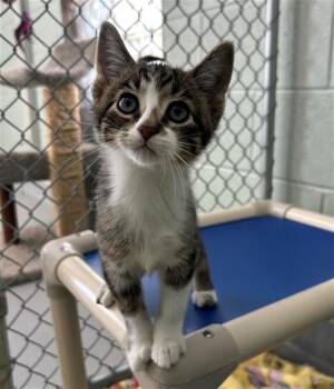 Rescue Domestic Short Hair Cats for Adoption in Geneva, Illinois - TRUMPET | PetCurious