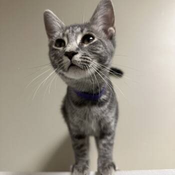 Rescue Domestic Short Hair Cats for Adoption in Blue Ridge, Georgia - Stitches | PetCurious