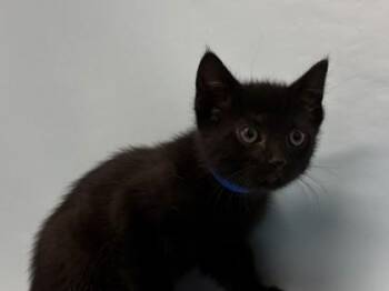 Aladdin -  Domestic Short Hair Cat for Adoption in Woodbury, Minnesota - Aladdin | PetCurious