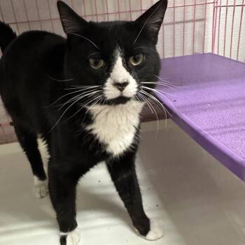 Benny -  Domestic Short Hair Cat for Adoption in Priest River, Idaho - Benny | PetCurious