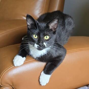 Khloe -  Domestic Short Hair Cat for Adoption in Guelph, Ontario - Khloe | PetCurious
