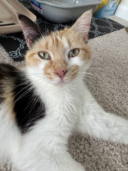 Rescue Domestic Short Hair Cats for Adoption in Camden, South Carolina - Harmony | PetCurious