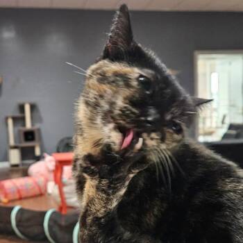 Domestic Short Hair Cats Available for Adoption - Butterball | PetCurious