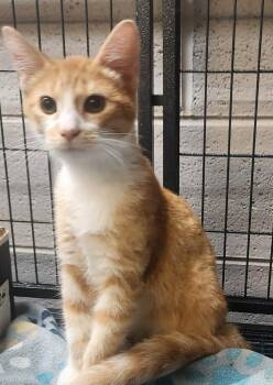 DALE -  Domestic Short Hair and Tabby Cat for Adoption in Lexington, Tennessee - DALE | PetCurious
