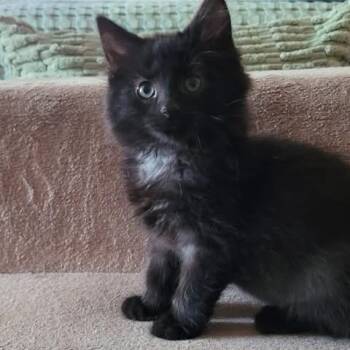 Smudge -  Domestic Medium Hair Cat for Adoption in Yorktown, Indiana - Smudge | PetCurious