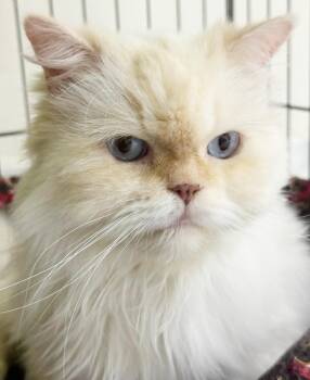 Gucci is simply the GREATEST - Ultra Exotic angel - video - EMER -  Himalayan Cat for Adoption in Bedford Hills, New York - Gucci Is Simply The GREATEST - Ultra Exotic Angel - Video - EMER | PetCurious