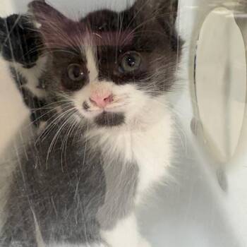 Tempest -  Domestic Short Hair Cat for Adoption in Columbus, Georgia - Tempest | PetCurious