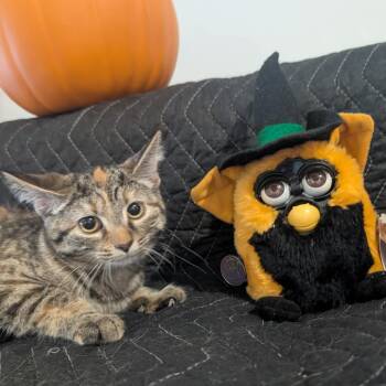 Bugsy -  Domestic Short Hair Cat for Adoption in Carmel, Indiana - Bugsy | PetCurious