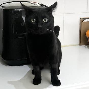 Rescue Domestic Short Hair Cats for Adoption in New York, New York - Charlie | PetCurious