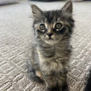 Hazel -  Domestic Short Hair Cat for Adoption in Grantsville, Utah - Hazel | PetCurious