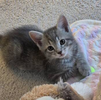 Wallace -  Domestic Short Hair Cat Available for Adoption in Pittsboro, North Carolina - Wallace | PetCurious