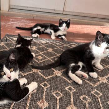 Saluki -  Domestic Short Hair Cat for Adoption in Santa Fe, New Mexico - Saluki | PetCurious