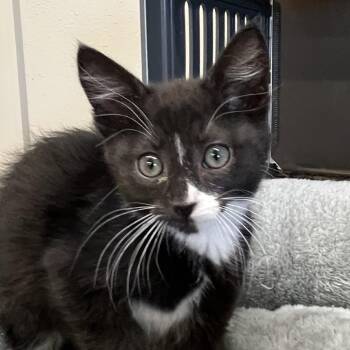 Joan Baez -  Domestic Short Hair Cat for Adoption in Baker City, Oregon - Joan Baez | PetCurious
