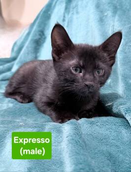 Rescue Domestic Short Hair Cats for Adoption in Manchester, Tennessee - Expresso | PetCurious