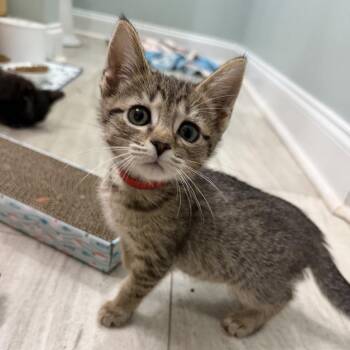Carnage -  Domestic Short Hair Cat for Adoption in Brownsboro, Alabama - Carnage | PetCurious