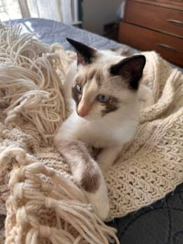 Rescue Domestic Short Hair Cats for Adoption in Rome, Georgia - Eve | PetCurious