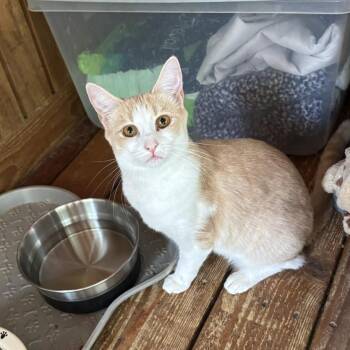 Jessie -  Domestic Short Hair Cat Available for Adoption in Alexandria, Virginia - Jessie | PetCurious