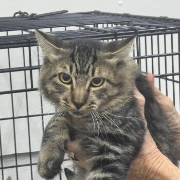 Bright eyes -  Domestic Medium Hair Cat for Adoption in Sonora, California - Bright Eyes | PetCurious