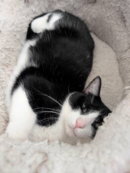 Freddie -  Tuxedo Cat for Adoption in Pearland, Texas - Freddie | PetCurious