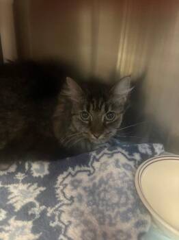 Pants -  Domestic Short Hair Cat for Adoption in Cincinnati, Ohio - Pants | PetCurious