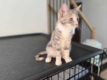 Domestic Short Hair Cats Available for Adoption - HONEY | PetCurious