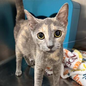 Emma -  American Shorthair Cat for Adoption in Asheville, North Carolina - Emma | PetCurious