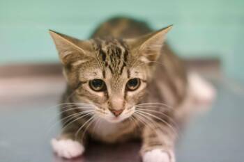 Dora -  Domestic Short Hair Cat for Adoption in Umatilla, Florida - Dora | PetCurious