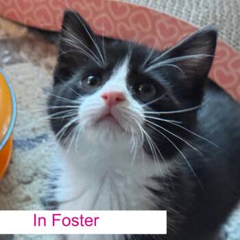 Domestic Short Hair Cats Available for Adoption - Fungi | PetCurious