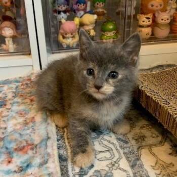 NCI5626 Becker -  Domestic Short Hair Cat for Adoption in Port Washington, New York - NCI5626 Becker | PetCurious