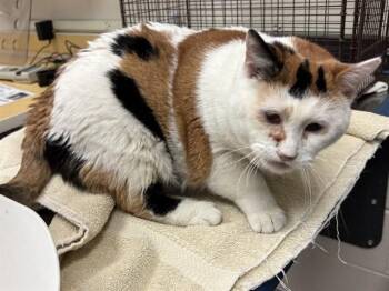 Domestic Short Hair Cats Available for Adoption - KELLY | PetCurious