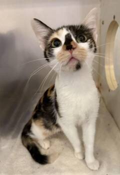 TERRA NOVA -  Calico Cat for Adoption in Lake Ozark, Missouri - TERRA NOVA | PetCurious